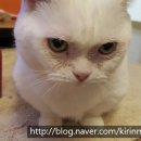 차지우동물병원 이미지