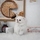 파주보육원 | 파주고양이무료분양 싼곳 비교｜초보 집사 준비 체크리스트