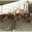 소사목장 이미지