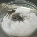 마리에소니 이미지