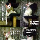 루이네 이미지