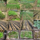 푸른솔 농장 이미지