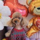 오늘도 예쁜 그루밍 이미지