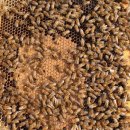 신벌농장 이미지