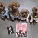 오구랜드 이미지