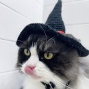 고양이 미용& 호텔 우연히, 캣 이미지