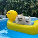 핑스애견펜션 이미지