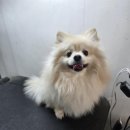 주견야DOG 이미지