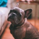 신세계동물의료센터 이미지