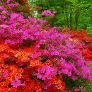 자연하모니 이미지