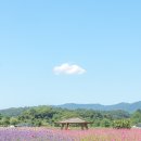 천일홍축제 이미지