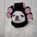 애견호텔 몽몽 네이버블로그