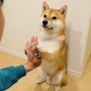 두스테이 이미지