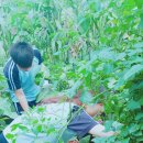 흥선농장 Daum카페