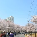 걸포다목적체육관 | [계양천]경기도 김포 계양천 벚꽃 명소 벚꽃길 추천!
