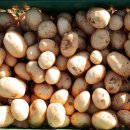 일도농장 이미지