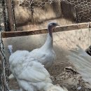 칠면조 분양합니다 이미지