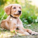 꿀강아지 이미지