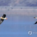 주남저수지 이미지