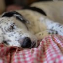 꿀강아지 이미지