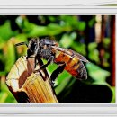 휴베이스 수약국 이미지