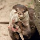 예향양꼬치 이미지