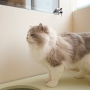 캣파라다이스 일산점 이미지