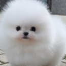 꿈꾸는 강아지 이미지