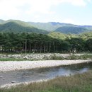 장풍숲위 이미지