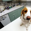 우리동생 동물병원 이미지