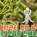 10월 풍란관리 요령과 목석부작 착한풍란 보급종 전체 &amp; 난자재 영양제 살충제 명품도감 등 이미지