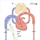 대한림프부종학회 이미지