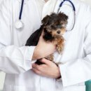 원 종합동물병원 이미지