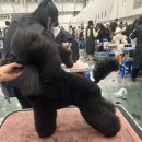 애견미용 이미지