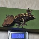 이걸 4월 둘째주 라고 불러도 되는 것일까 역시 4월 중순 일상이라고 해야겠다.