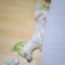 수일초교 이미지