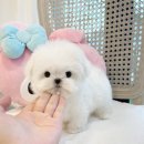 수아펫 이미지