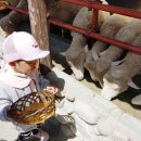 도윤목장 이미지