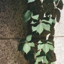 삼육유통 이미지