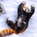 레서판다(영어: Lesser panda, 학명: Ailurus fulgens) 이미지