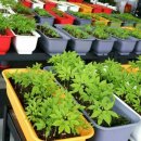 금정인삼 이미지