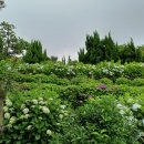 대정읍 한창기계 | 6월의 노리매 공원 : 수국과 정원 볼거리가 많은 곳