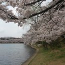 경주보문단지 벚꽃 이미지