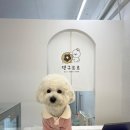 댕구르르 이미지