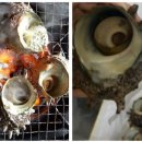 꽃가리비 이미지