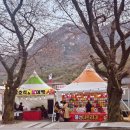계룡산동학사노래연습장 | 동학사 벚꽃 공주 계룡산 벚꽃축제 4/3 개화상황