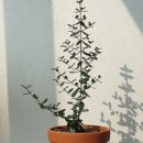 올리브식물원 이미지