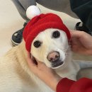 몽트리에 이미지