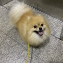 이쁘개 귀엽개 | 미치도록 귀여운개! 시츄 셋 그리고 포메라니안 하나! 니들을 어쩜 좋을까앙~!