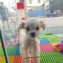 블루독 애견샵 이미지